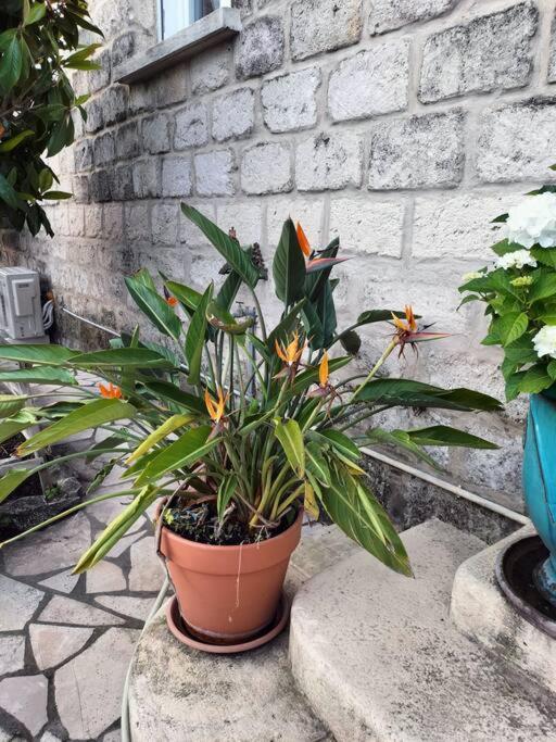 Charmant Appart Avec Jardin Aigues-Mortes Extérieur photo