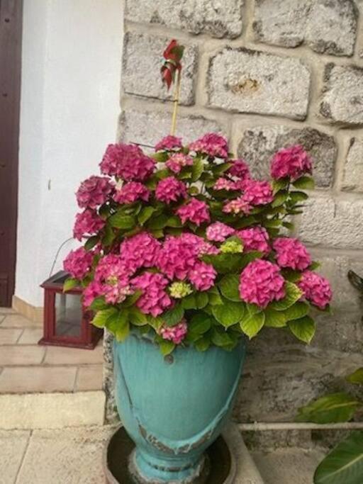 Charmant Appart Avec Jardin Aigues-Mortes Extérieur photo